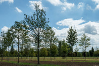 <p>Welche Gehölzarten werden sich im Hinblick auf den Klimawandel in Zukunft bewähren? Zu diesen «Klimawandelbäumen» laufen verschiedene…</p>