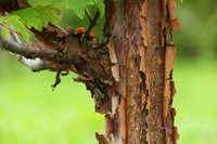 <p>Kann ein Baum behaglich sein – detailverliebt und doch von tiefer Harmonie? Wir stehen vor einem Zimt-Ahorn, der an einen guten, alten Freund mit…</p>