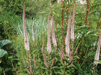 <p>Englische Borders haben nach wie vor Hochkonjunktur. Doch wie lässt sich dieser Traum von den vielen Gartenbesitzerinnen verwirklichen, ohne dass so…</p>