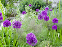 Allium ‘Purple Sensation’