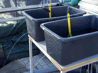 <p>Im Mai 2015 erschien die überarbeitete FLL-Publikation «Empfehlungen Baumpflanzungen – Teil 1». An einer Tagung der Forschungsgesellschaft…</p>