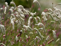 <p>Sanguisorba, die Gruppe der Wiesenknöpfe, ist eine bemerkenswerte Gattung, die innert kürzester Zeit in der Pflanzen-Hitparade von Null auf Hundert…</p>