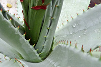 Aloe ferox, eine altbekannte