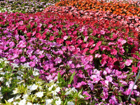 Als wetterstabiles Multitalent