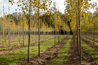 <p>In der Zeit zwischen 2021 und 2025 hat die Fläche der Baumschulen in Deutschland um 10,5&nbsp;% abgenommen. Gleichzeitig nimmt die Fläche für Allee-,…</p>