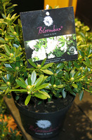 Rhododendron ‘Bloombux’