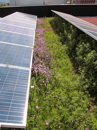 <p>Die Kombination von Photovoltaik und Gründach wird seit einigen Jahren praktiziert. Sie hat sich nach einigen Kinderkrankheiten auf dem Markt bewährt…</p>