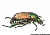 <p>Ein drohendes Szenario ist wahr geworden. Erstmals hat es der gefährliche Japankäfer geschafft, nördlich der Alpen eine Population zu bilden. Die…</p>