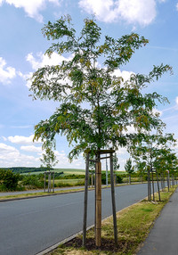 Stadtgrün 2021 oder «the next tree models?» <p>Am diesjährigen Corthumer Fachseminar stellte Dr. Philipp Schönfeld von der Bayerischen Landesanstalt für Weinbau und Gartenbau (LWG) das…</p>