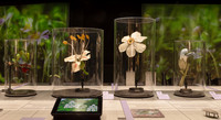 <p>Die Ausstellung «Pflanzen sprechen mit!», die ab dem 20. Mai 2025 im Naturhistorischen Museum der Universität Zürich zu sehen ist, widmet sich dem…</p>