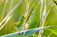<p>Das dramatische Sterben unzähliger Insekten ist ein Thema, das die Menschen bewegt. Mut haben und gemeinsam für mehr Bio­diversität kämpfen – der 2.…</p>