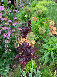 <p>«Eine Einjährige ohne Blüten? Das ist doch nicht interessant! Ausserdem bescheren uns die Annuellen viel Arbeit.» – Dies hören wir als…</p>