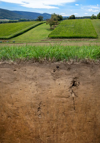 <p>Am 5. Dezember ist Weltbodentag. Aus diesem Anlass hat die Bodenkundliche Gesellschaft der Schweiz (BGS) den Lössboden zum Boden des Jahres 2021…</p>