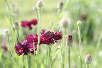 <p>Imkerinnen und Imker starten am internationalen Tag der Bienen eine Unterschriftensammlung für die Bienen-Initiative. Diese fordert, dass der Schutz…</p>