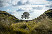<p>Nachdem zwei Männer im September 2023 illegal den ikonischen Bergahorn am Sycamore Gap in Nordengland gefällt hatten, wurden sie diesen Sommer zu vier…</p>