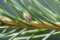 <p>Nadelbäume, die das Zeug zum Weihnachtsbaum haben, gibt es viele. Jede Art hat andere Nadeln, andere Knospen, eine andere Form. Haben die Nadeln eine…</p>