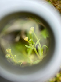 <p>Umfangreiche botanische Untersuchungen haben im letzten Jahr beim regionalen Projekt wieder zu neuen Erkenntnissen bezüglich Arten und Neophyten…</p>