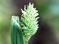 <p>In der kalten Jahreszeit ist das Füttern von Vögeln besonders in urbanen Gebieten beliebt. Auf öffentlichen Plätzen werden Samen für Tauben gestreut…</p>