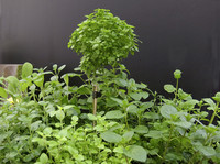 Neue Ideen beleben den Kräuterabs