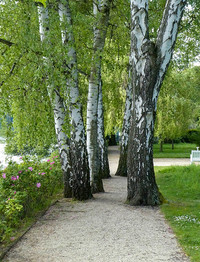 <p>Bäume lassen sich nicht nur in Solitärstellung, Reihe und Raster oder naturnah wirkender lockerer Streuung anordnen, sondern auch in dicht gepflanzten…</p>