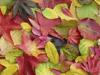 <p>Warum verfärben sich die Blätter im Herbst? Neueste Forschungen zeigen, dass es mehr ist als nur die Vorbereitung auf den Winter. Der Schutz vor…</p>