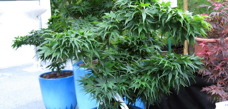 ‘Mikawa-yatsubusa’ ist