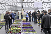 <p>Über 120 Violasorten leuchteten im von der Firma Implantex organisierten Violenversuch um die Wette. Der Violenversuch wurde bei der Firma M. Grieb…</p>