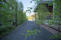 Vom Hornissenglasflügler befallene Zitterpappeln  <p>Auf dem Dreispitz-Areal in Münchenstein BL muss die Christoph Merian Stiftung (CMS) aus Sicherheitsgründen 200 Zitterpappeln fällen lassen. </p>
