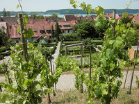 <p>2021 fanden zeitgleich zwei Gartenschauen am Bodensee statt: die Bayerische Gartenschau in Lindau und die Landesgartenschau Baden-Württemberg in…</p>
