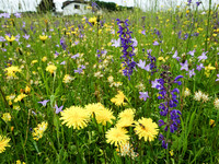 <p>Das Angebot einjähriger Mischungen (Sommerflorwiesen) ist vielfältig. Laufend kommen neue Mischungen hinzu. Die Erfahrungen zeigen, dass im Folgejahr…</p>