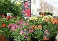 <p>Wer als Gartencenter Sortimente anbietet, die überall zu haben und preislich vergleichbar sind, wird dem Wettbewerbsdruck in der heutigen Zeit nicht…</p>