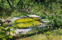 <p>Ein laut Medienmitteilung neuartiges <a href="https://www.pronatura.ch/de/gelbbauchunken-unter-strommasten" target="_blank" rel="noreferrer">Projekt</a> von Pro Natura im Kanton Bern hat vermeintliches Ödland in ein Amphibienparadies verwandelt. In unter…</p>