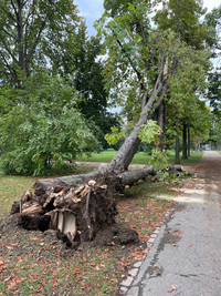 <p>Nach den schweren Sturmschäden im Juli, bei dem über 50 Bäume dem Unwetter zum Opfer gefallen sind, wütete in Basel-Stadt in der Nacht von Sonntag auf…</p>