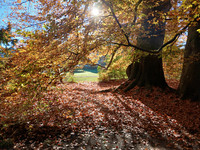<p>Statt Herbstlaub abzutransportieren, will Stadtgrün Winterthur es vermehrt dort belassen, wo es anfällt. Als erstes Versuchsobjekt dient der…</p>
