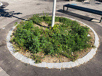 <p>Städte ächzen unter der Hitze. Auf der Schützenmatte in Bern wird in einem zukunftsgerichteten Projekt geprüft, wie Stadtbäume den Klimawandel…</p>