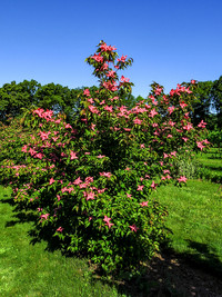 <p>Auf der Erdkugel wurden über 700 Arten der in der Natur vorkommenden Gattung Cornus entdeckt. Die meisten wachsen in den gemässigten Gebieten der…</p>