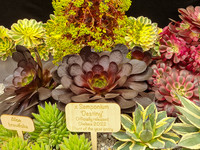 <p>Faszinierende Gartenparadiese und Pflanzenneuheiten, die begeistern – die Gewinner der Chelsea Flower Show 2022 sind gekürt. Es sind Gärten, in denen…</p>