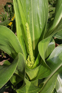 <p>Der Maisanbau im Garten bietet allerhand: süssen Zuckermais für auf den Grill, Popcorn zum Naschen vor dem TV und Ribelmais für Gourmets.…</p>