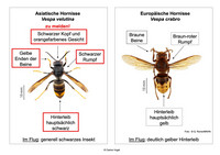 <p>Das nationale Daten- und Informationszentrum der Schweizer Fauna (info fauna) macht auf die Meldeplattform für die Asiatische Hornisse aufmerksam. Das…</p>