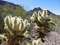 <p>Ihrem nur von weitem kuscheligen Aussehen verdankt diese Kakteenart in ihrer Heimat, der Sonora-Wüste in Amerika, den Trivialnamen «Teddy Bear Cholla»…</p>