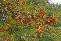 <p>Die Schweizer Wälder geraten durch Hitze und Trockenheit zunehmend unter Druck. Gleichzeitig plant der Bundesrat, die zusätzlichen Mittel für die…</p>