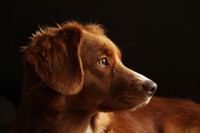 <p>Im Rahmen eines Projektes in den USA halfen Freiwillige mit ihren Hunden beim Aufspüren der invasiven Gepunkteten Laternenträgerzikade und bewiesen,…</p>