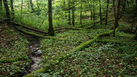 <p>Pro Natura berichtet im Anschluss an den kürzlich veröffentlichten Waldbericht des BAFU über Naturschutzprojekte im Wald. Projekte wie «Aktion Spechte…</p>