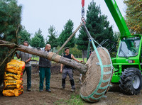 <p>Es ist Saison für die Verpflanzung von Solitärgehölzen. Sie nehmen im Privatgarten und in der Beziehung zur Kundschaft eine besondere Stellung ein.…</p>