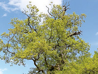 <p>In der neuen, überarbeiteten Auflage des Praxishandbuchs von Peter Klug finden Baumkontrolleure, Baumpfleger und alle, die mit Bäumen zu tun haben,…</p>