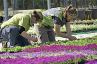 <p>Die Zeiten ändern sich, auch bei der Berufswahl. Was kann die Grüne Branche tun, um motivierte Jugendliche für die gärtnerischen Lehrberufe zu…</p>