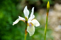 Iris sibirica ‘Snow Prince‘