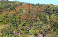 <p>Als Folge des Klimawandels werden vermehrt heisse und trockene Sommer wie 2003 und 2018 erwartet. Ein Forschungsteam unter der Leitung der Eidg.…</p>