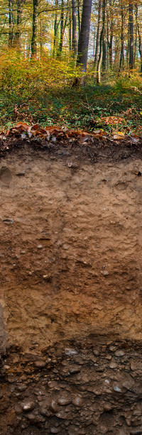 <p>Die Bodenkundliche Gesellschaft der Schweiz (BGS) kürte die Parabraunerde im Wald zum Boden des Jahres.</p>