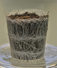 <p>Technische Erneuerungen spielen im produzierenden Gartenbau eine immer wichtigere Rolle. Die Horti Fair in Amsterdam zeigte wieder einmal in…</p>